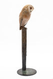 Adam Binder Barn Owl Sculpture