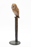 Adam Binder Barn Owl Sculpture