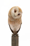 Adam Binder Barn Owl Sculpture