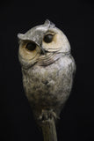 Adam Binder Scops Owl