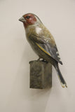 Adam Binder Wall Mounted Goldfinch Sculpture