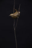 Adam Binder Wren on Twigs