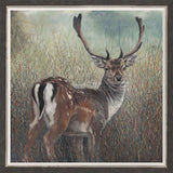 Julia Whitehead Fallow Deer