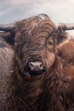 Highland Cow - Original