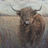 Julia Whitehead Highland Cow