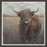 Julia Whitehead Highland Cow